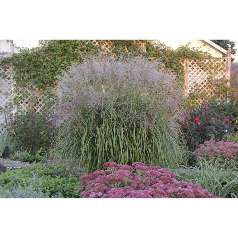 Chinaschilf Miscanthus