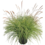 Zwerg-Chinaschilf 'Cute One' 19 cm Topf