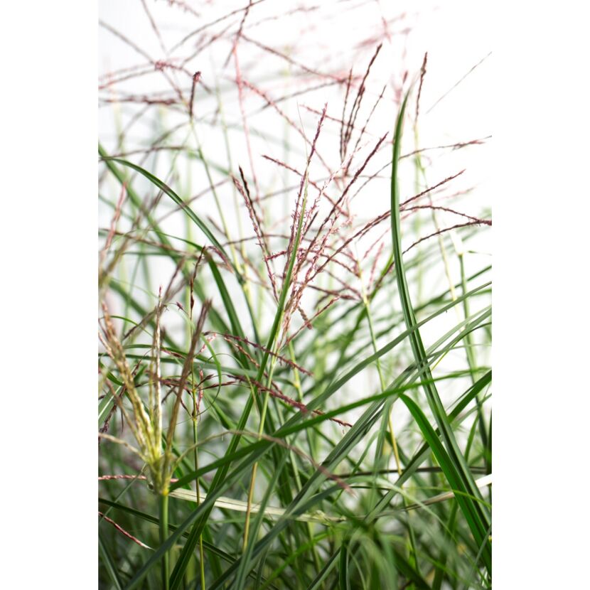 Chinaschilf mit rötlichen Blüten