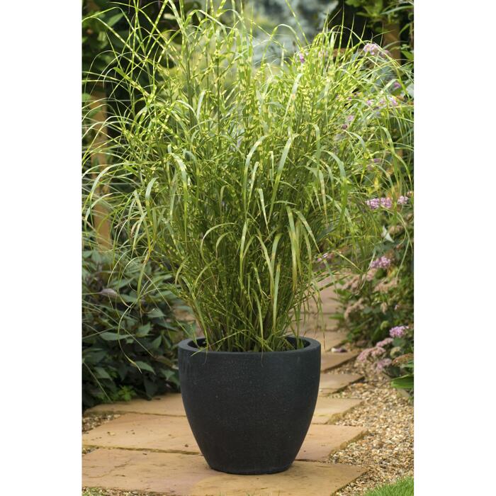 toom GartenChinaschilf �Gold Breeze� 19 cm Topf