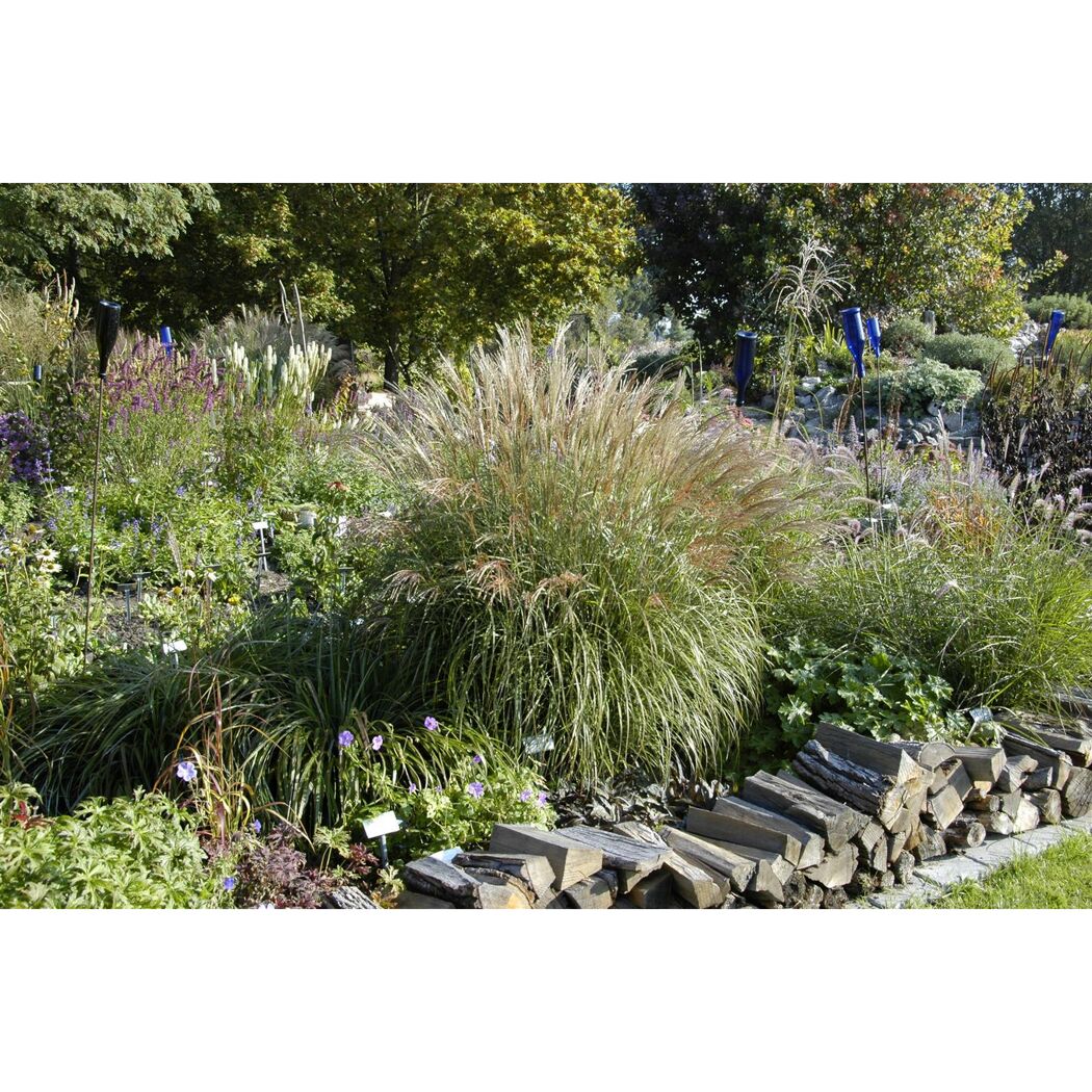 Chinaschilf im herbstlichen Garten.