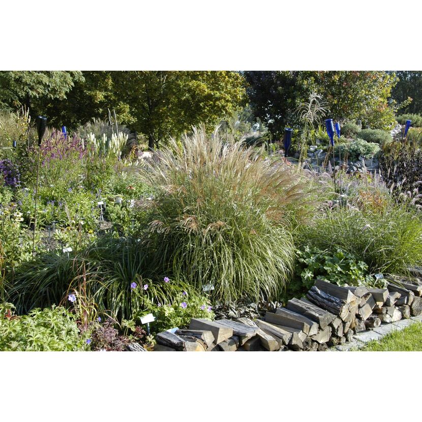 Chinaschilf im herbstlichen Garten.