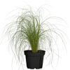 Stipa tenuissima Ponytails im schwarzen Topf