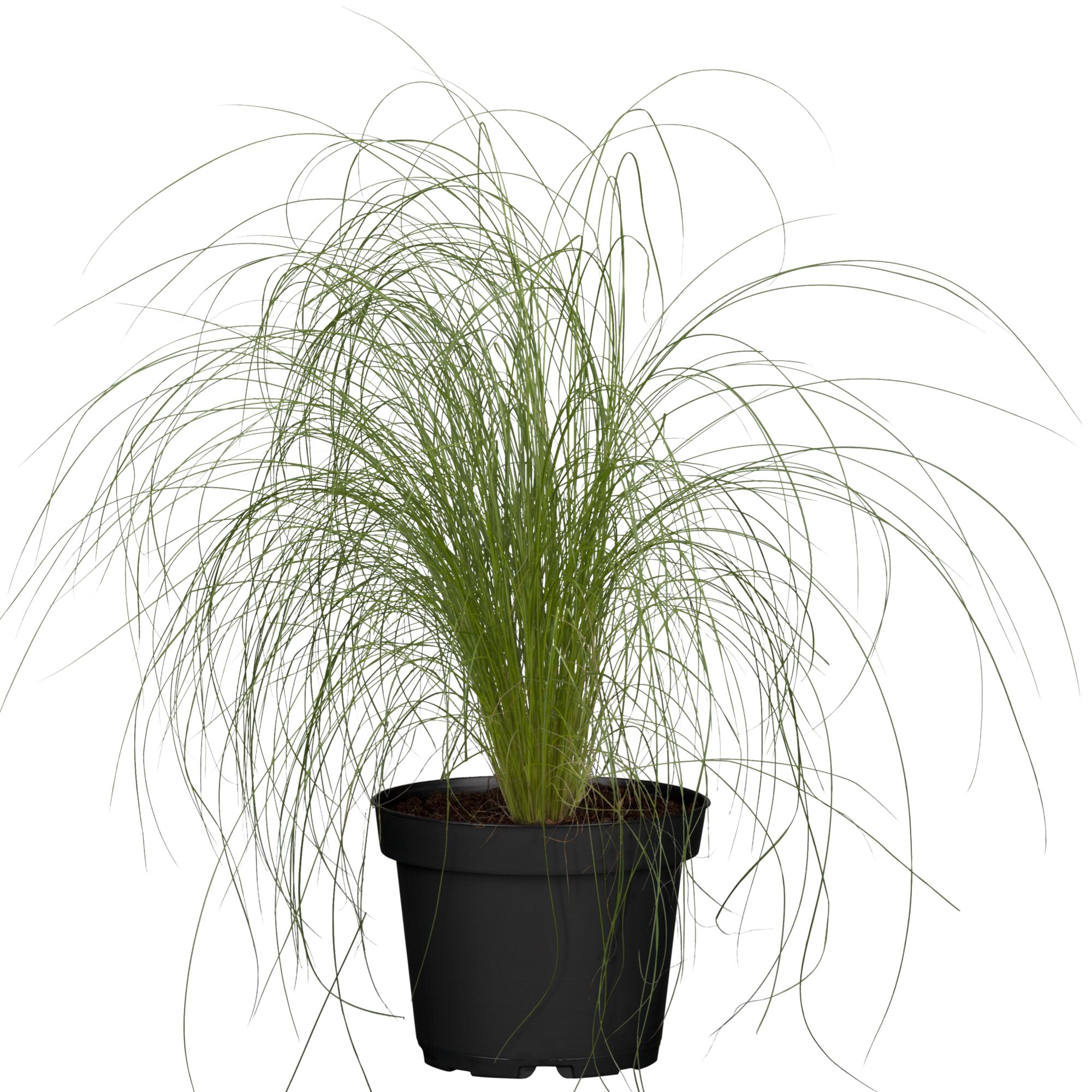 Stipa tenuissima Ponytails im schwarzen Topf