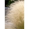Ziergras Stipa Tenuissima
