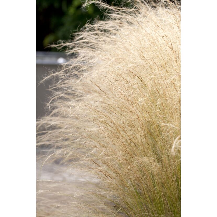 Ziergras Stipa Tenuissima