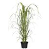 Topfpflanze Panicum virgatum im schwarzen Kunststofftopf