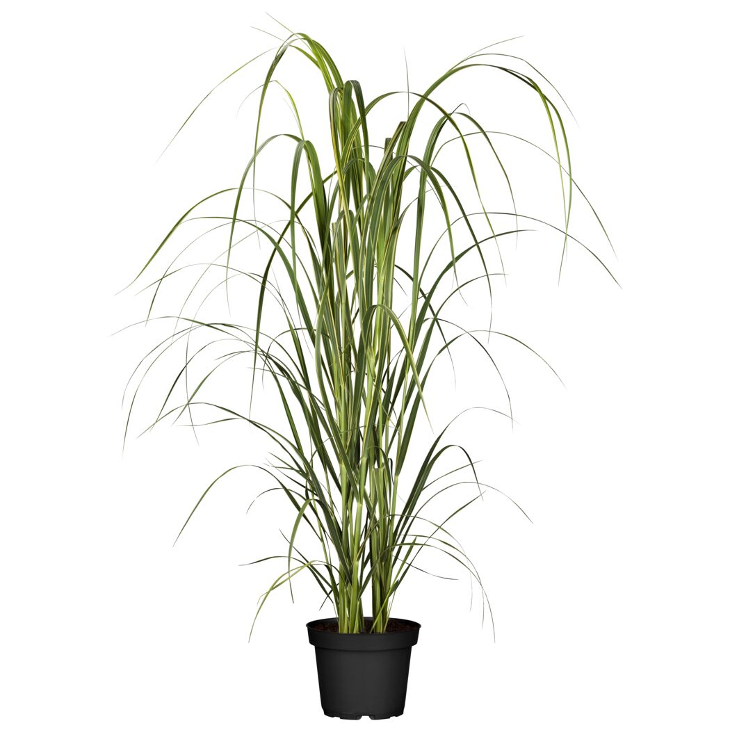 Topfpflanze Panicum virgatum im schwarzen Kunststofftopf
