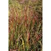 Rotes Panicum virgatum