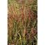 Rotes Panicum virgatum