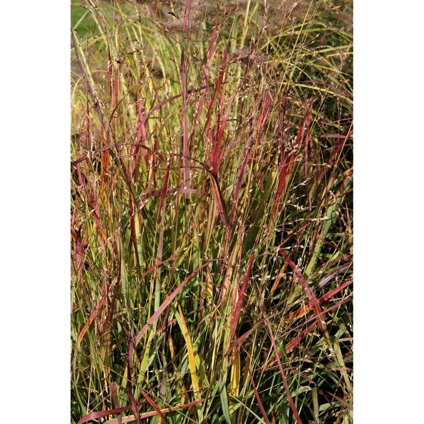 Rotes Panicum virgatum