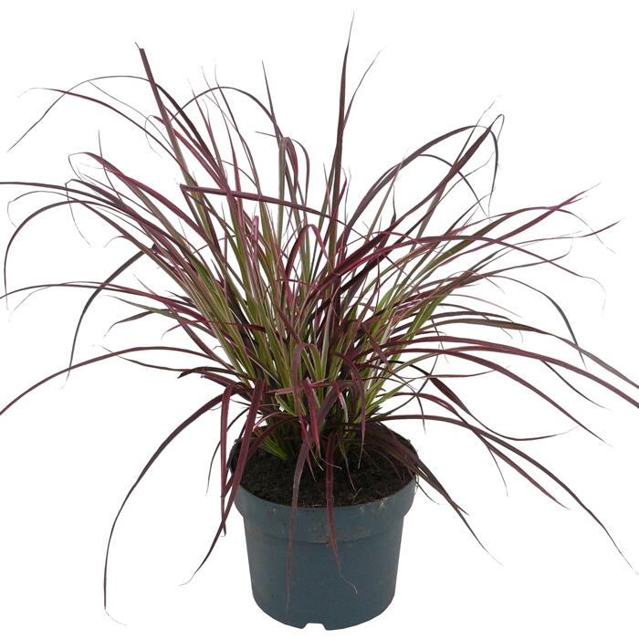 toom GartenChinaschilf �Navajo� 19 cm Topf