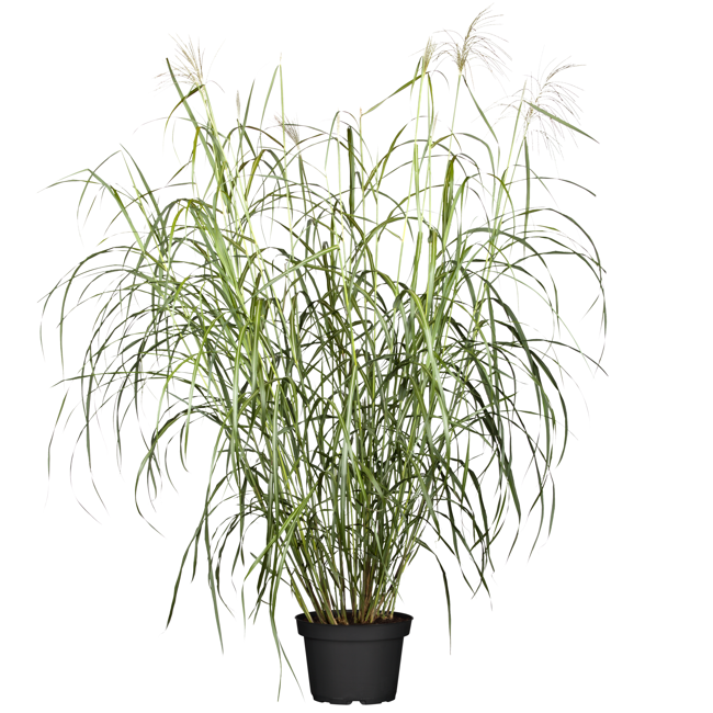 Bild von Chinaschilf 'Silberfeder' 19 cm Topf