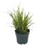 Chinaschilf, Miscanthus sinensis, im Topf