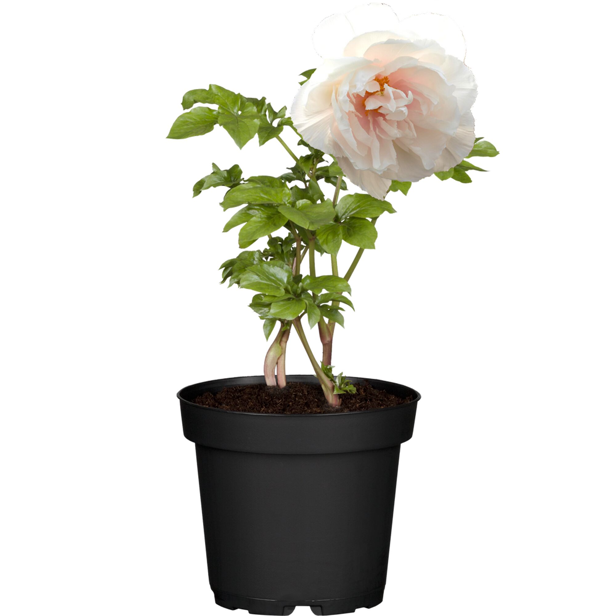 Pfingstrose in schwarzem Topf