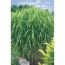 Chinaschilf Miscanthus