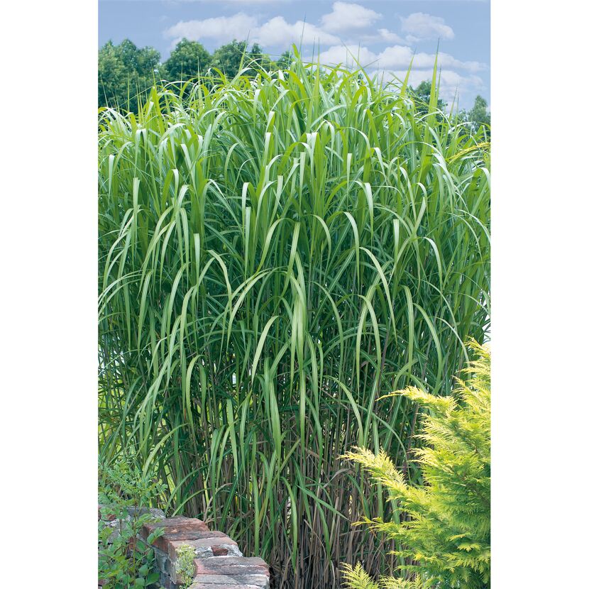 Chinaschilf Miscanthus