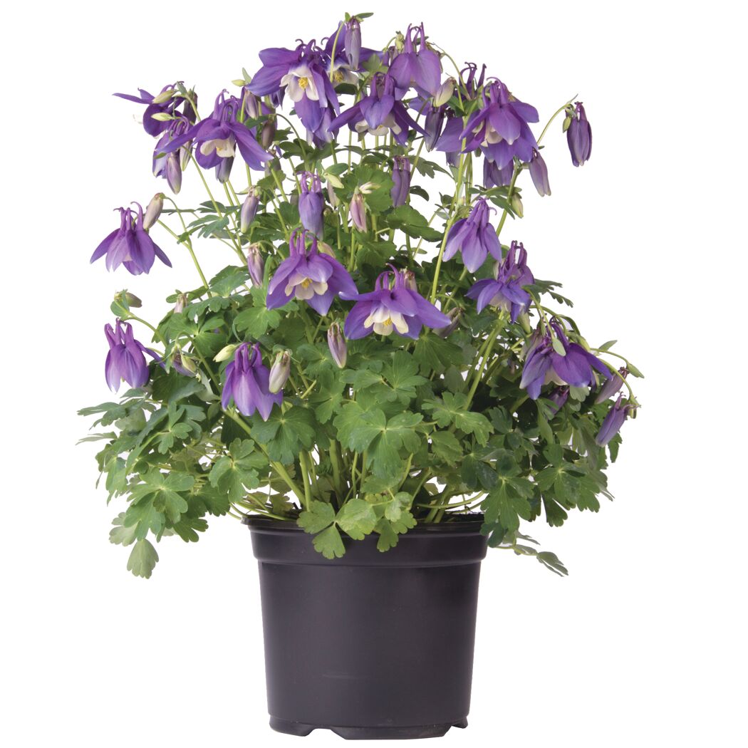 Akelei 'Spring Magic Navy & White' blau/weiß 15 cm Topf