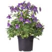 hauptbild