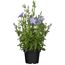 Topfpflanze mit hellvioletten Blüten