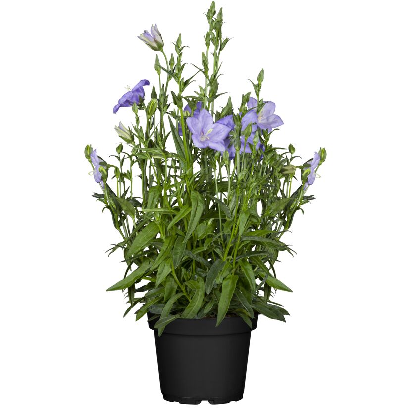 Topfpflanze mit hellvioletten Blüten