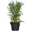 Blaue Berg-Flockenblume im Topf