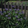 Centaurea montana vor einem Holzzaun