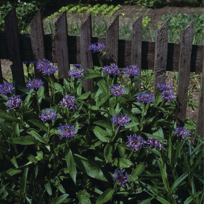 Centaurea montana vor einem Holzzaun