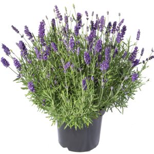 Lavendel 'Essence Purple' violett 15 cm Topf