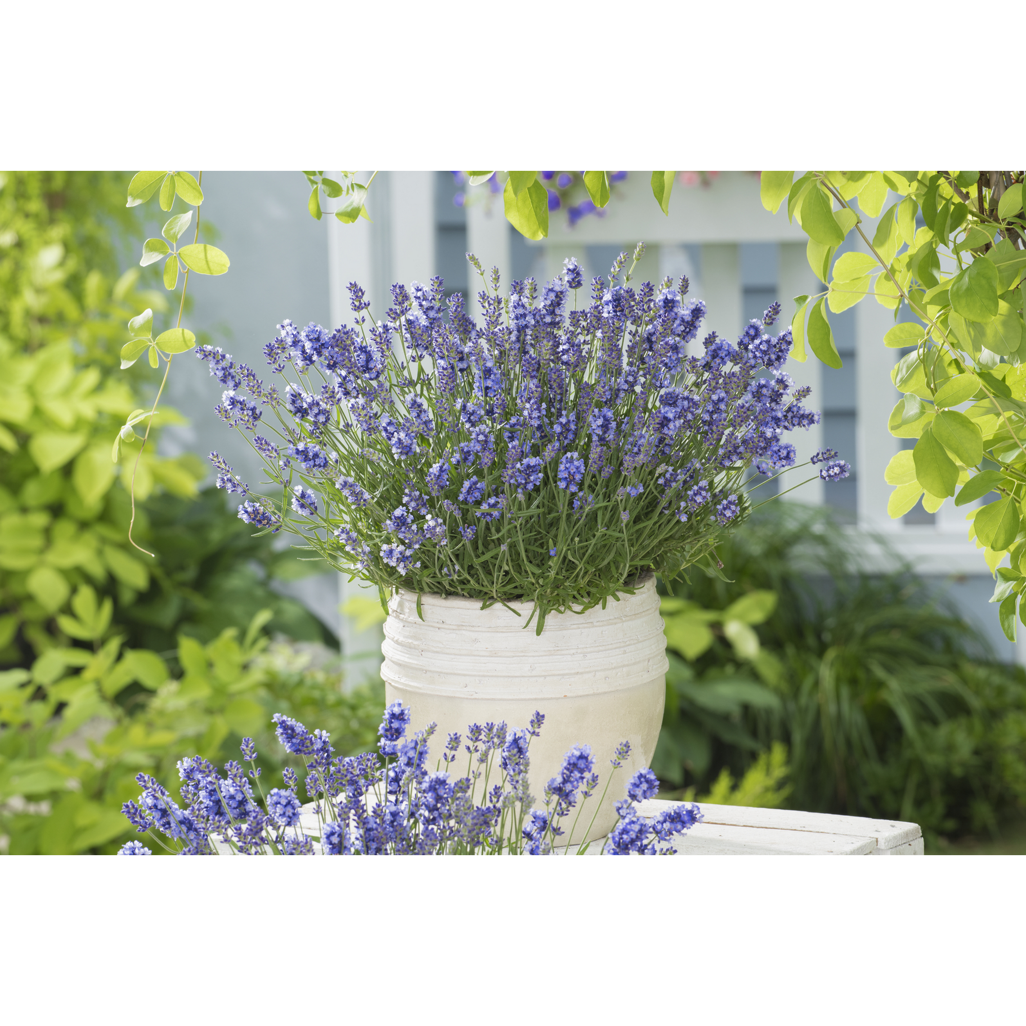 Lavendel 'Essence Purple' violett 15 cm Topf + product picture