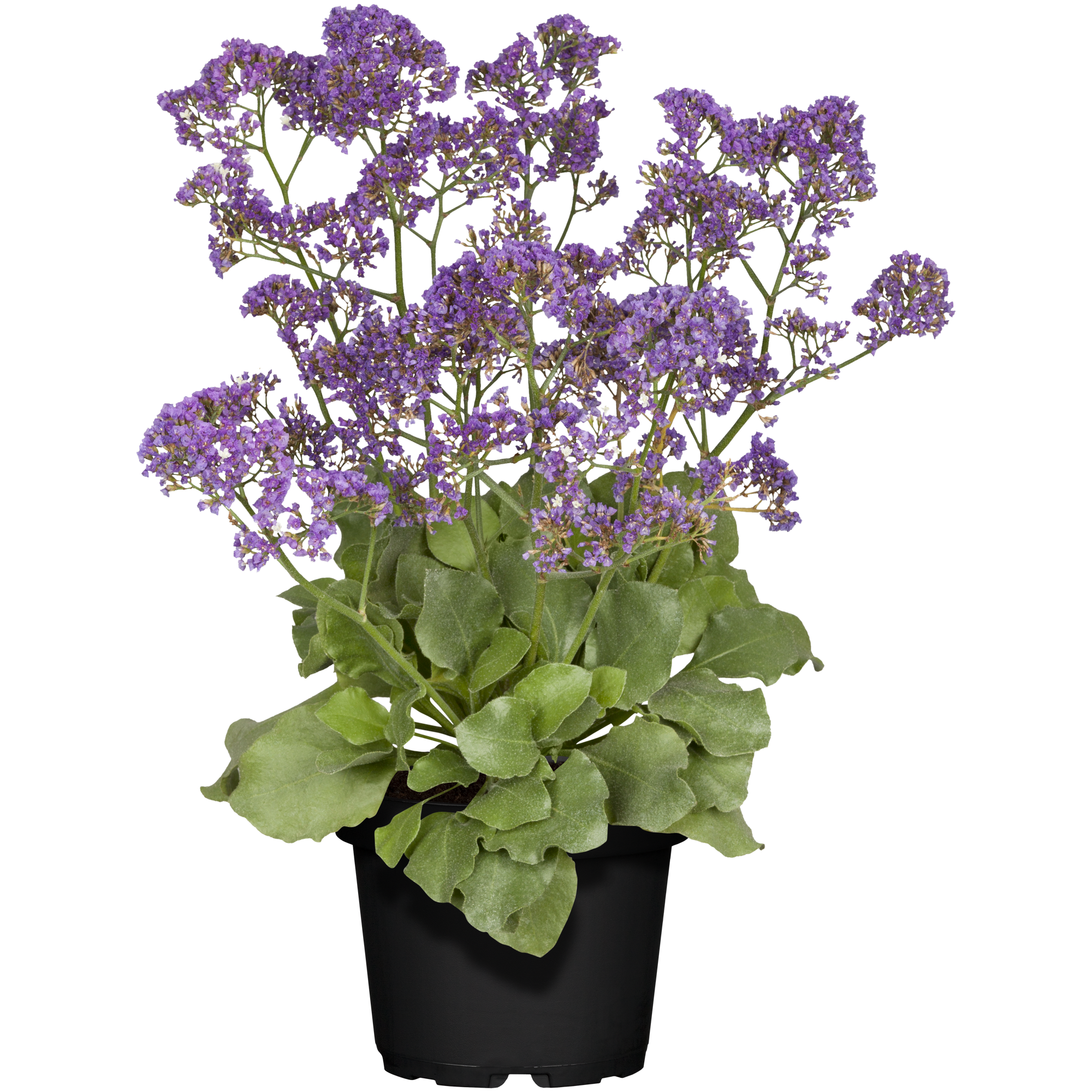 Strandflieder violett 15 cm Topf + product picture