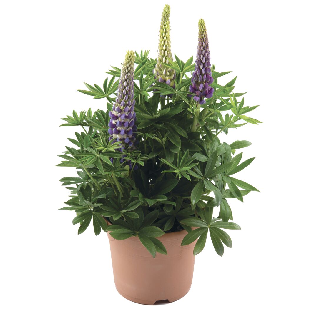 Lupine 'Gallery Blue Shades' blau 17 cm Topf
