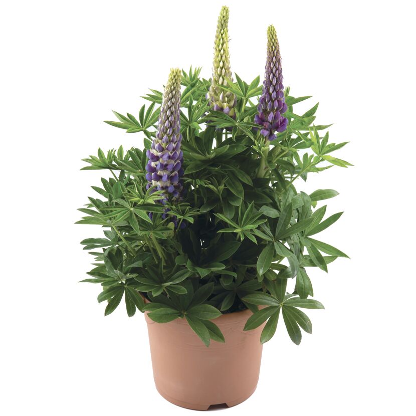 Lupine 'Gallery Blue Shades' blau 17 cm Topf