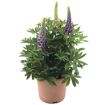 hauptbild