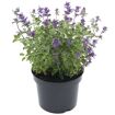 hauptbild