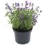 Katzenminze blau 15 cm Topf