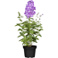 Lila Flammenblume im Topf