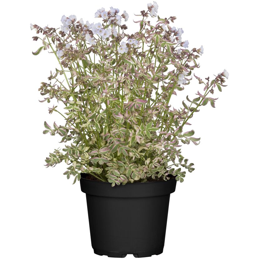 POLEMONIUM REPTANS JAKOBSLEITER im schwarzen Topf