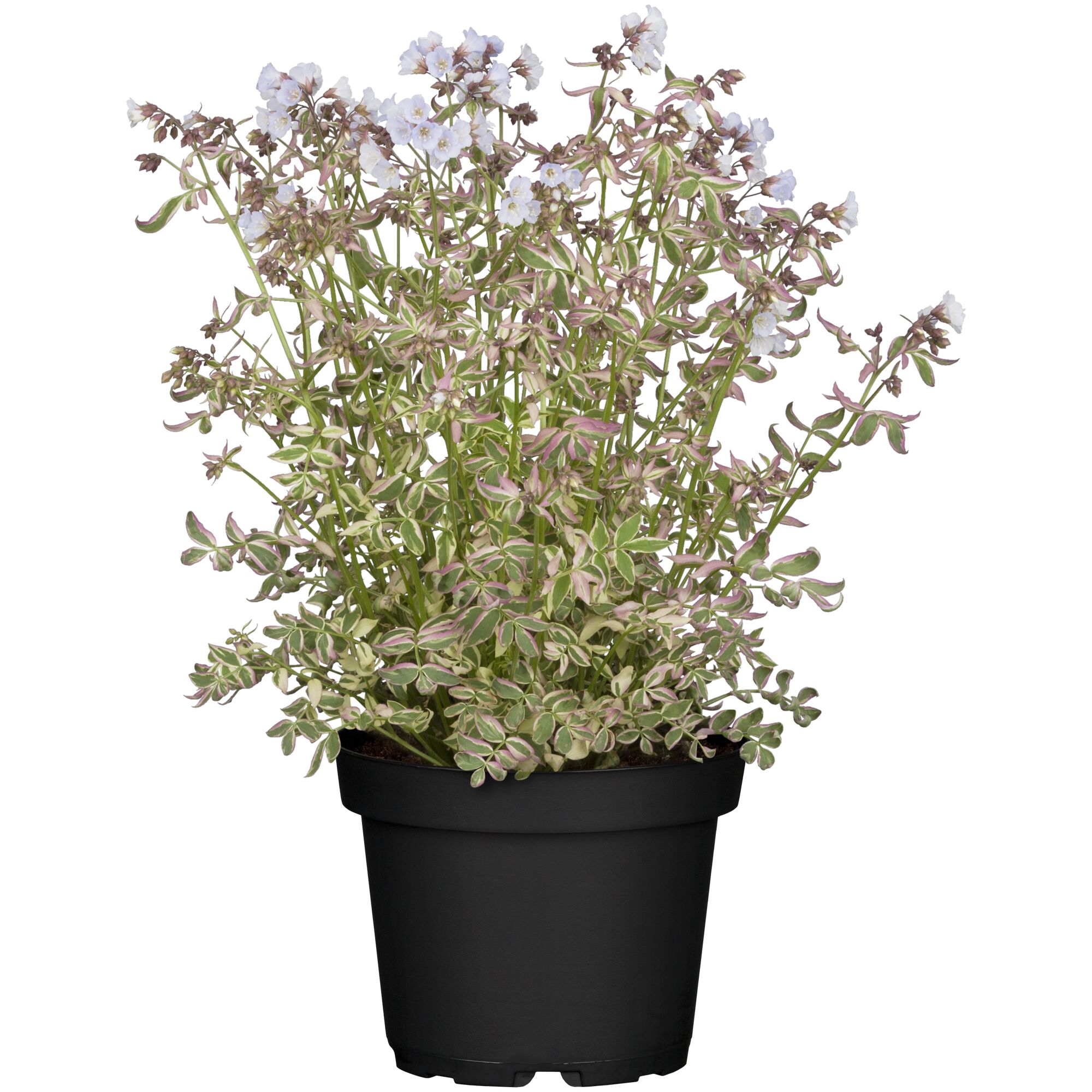 POLEMONIUM REPTANS JAKOBSLEITER im schwarzen Topf