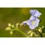 Blaue Jakobsleiter