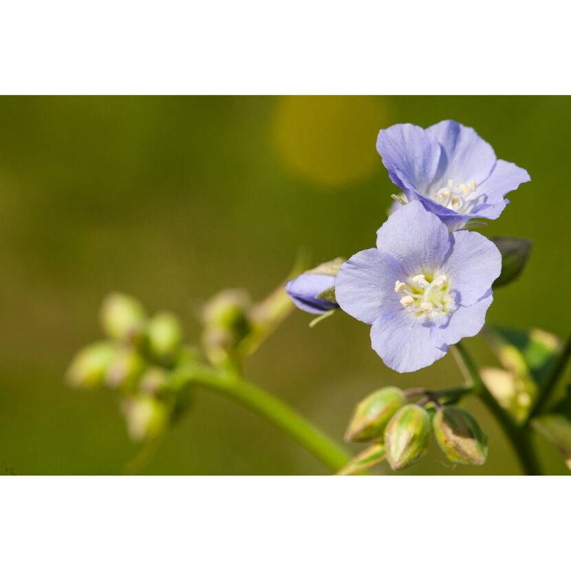 Blaue Jakobsleiter