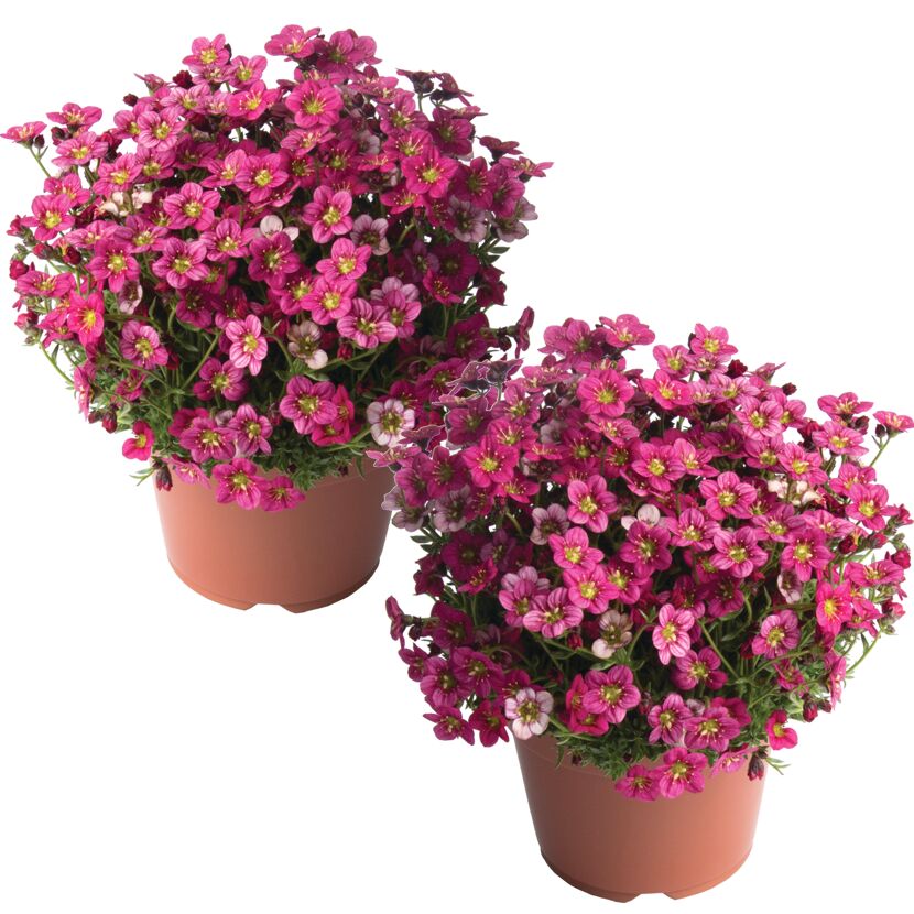 Moos-Steinbrech pink 13 cm Topf 2er-Set