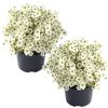 Zwei Saxifraga x arendsii 'Marto White' in schwarzen Töpfen