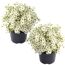 Zwei Saxifraga x arendsii 'Marto White' in schwarzen Töpfen