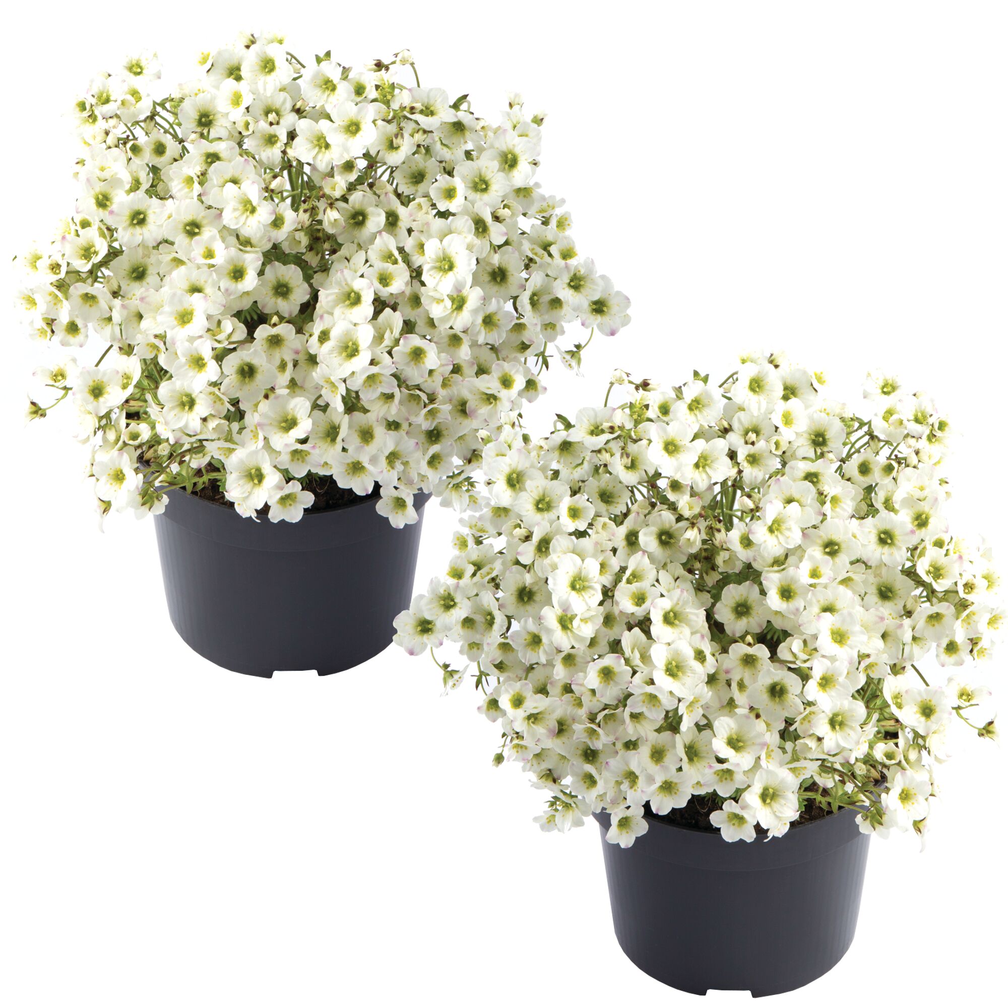 Zwei Saxifraga x arendsii 'Marto White' in schwarzen Töpfen