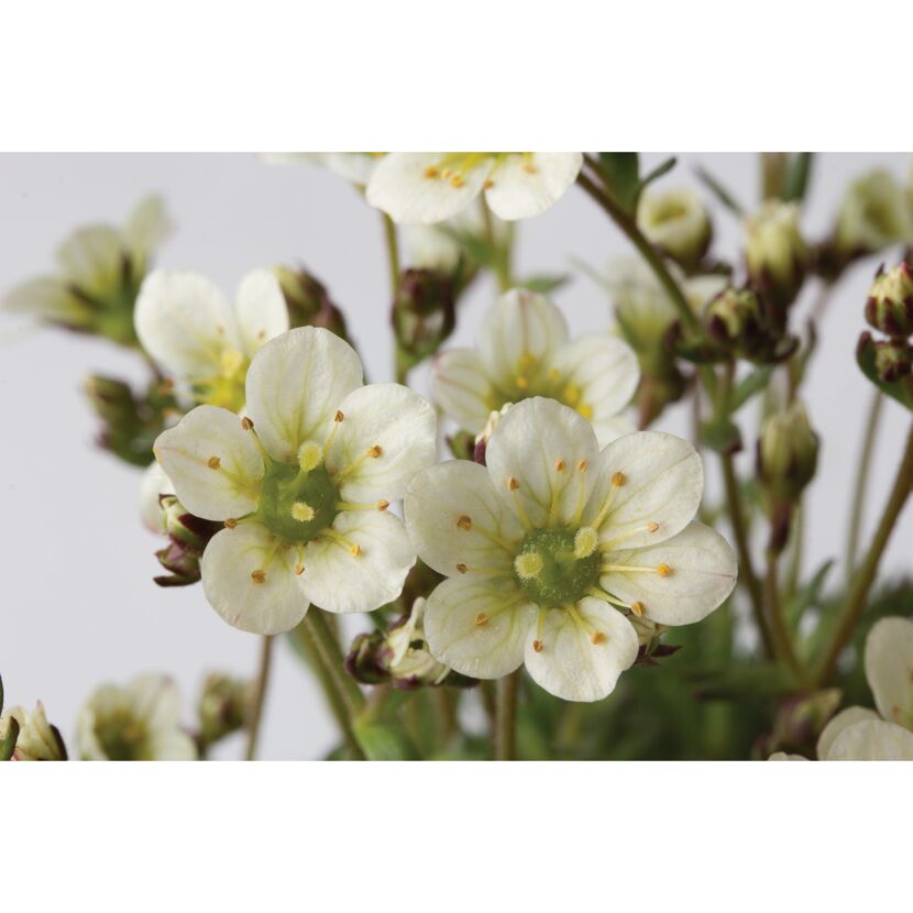 Nahaufnahme der weißen Blüten von Saxifraga x marto White