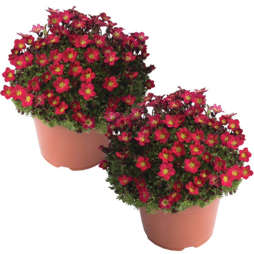 Zwei Töpfchen mit roten Moospolster-Saxifragen