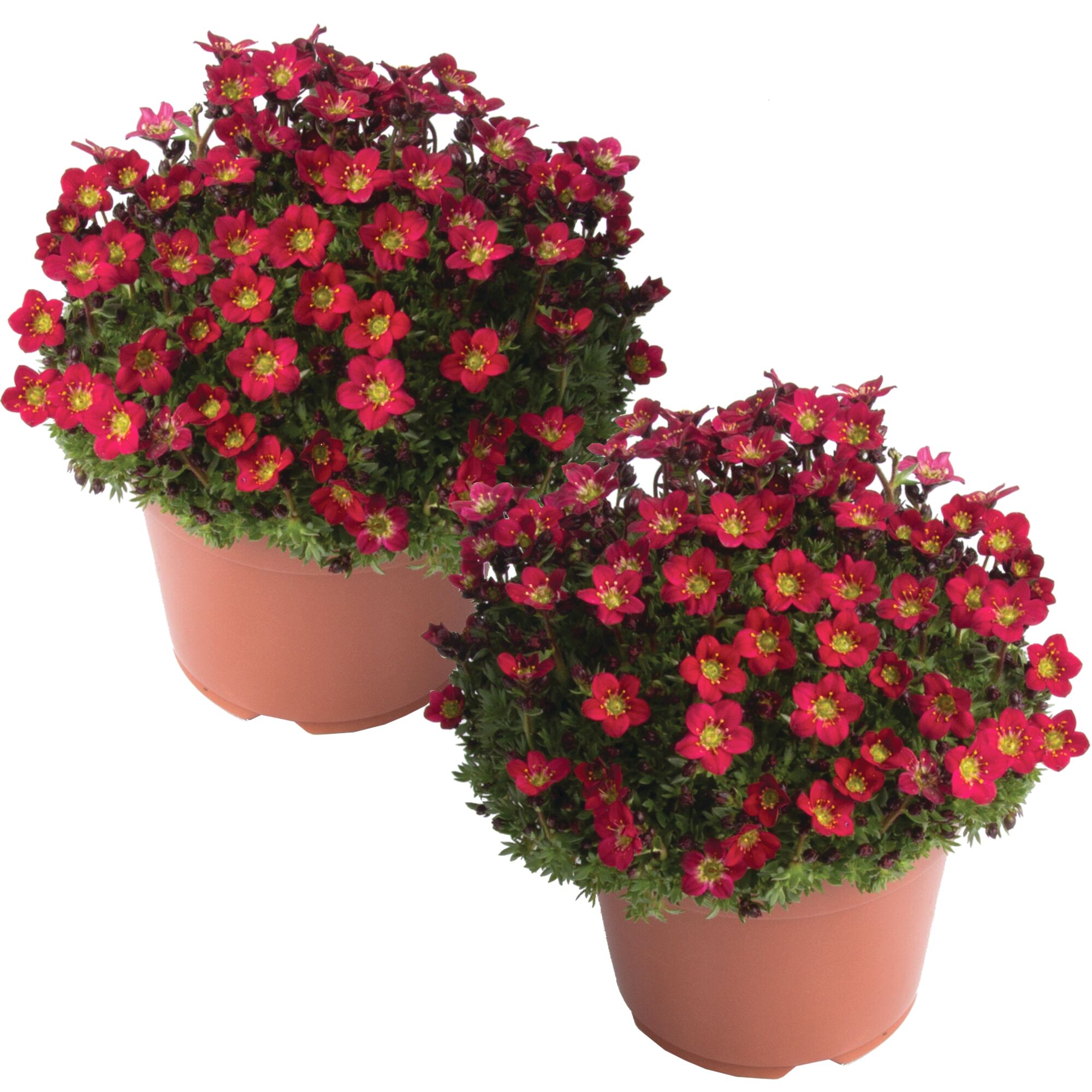Zwei Töpfchen mit roten Moospolster-Saxifragen