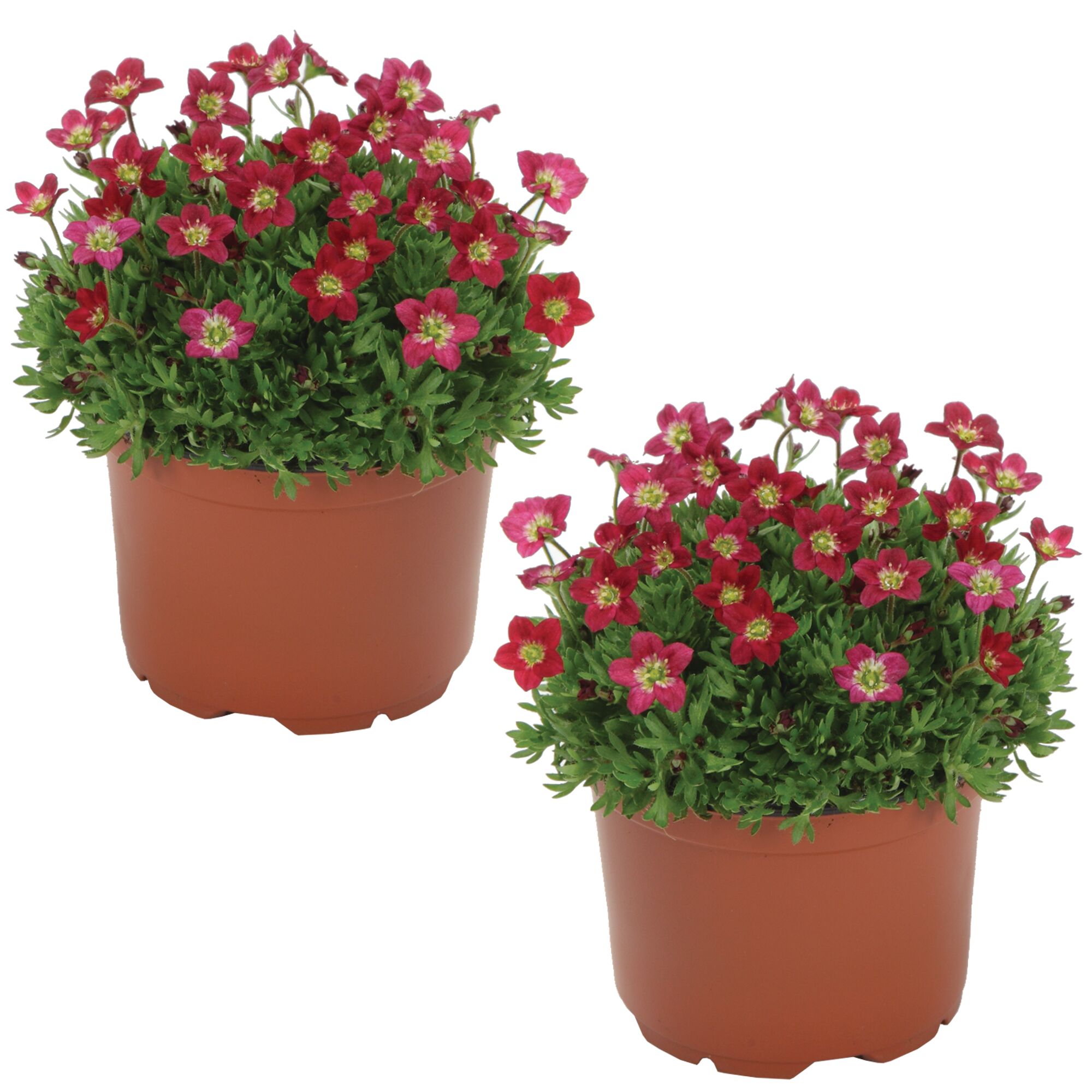 Zwei Töpfchen mit roten Saxifraga x Rockies F1 Red