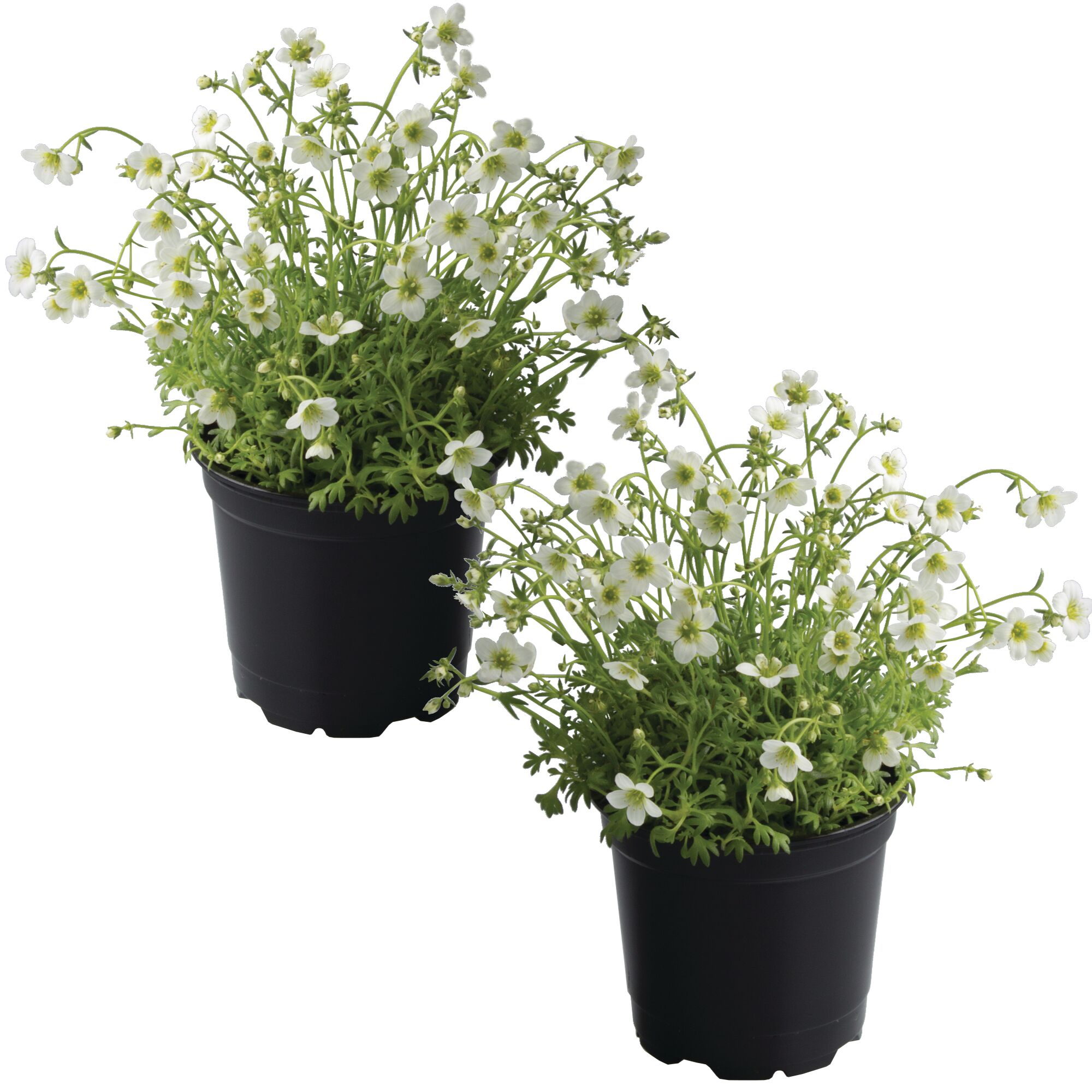 Zwei Töpfchen mit weißen Saxifraga Rockies